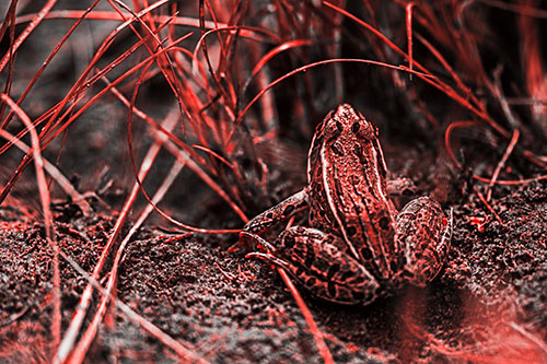 Leopard Frog Sitting Among Twisting Grass (Red Tone Photo)