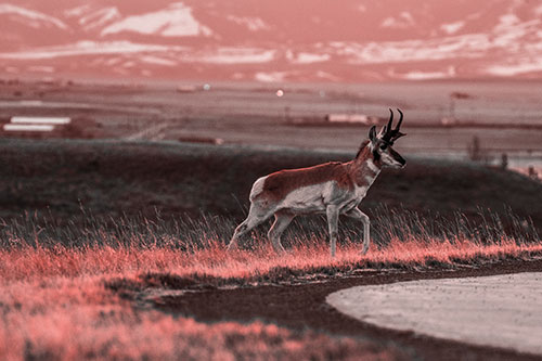 Lone Pronghorn Wanders Up Grassy Hillside (Red Tone Photo)