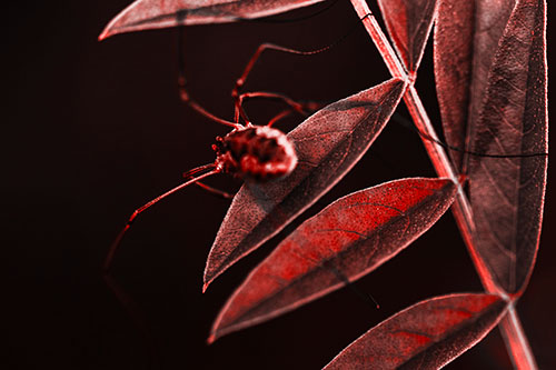 Long Legged Harvestmen Spider Clinging Onto Leaf Petal (Red Tone Photo)