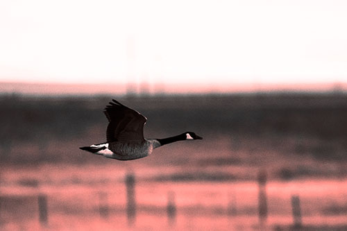 Low Flying Canadian Goose (Red Tone Photo)