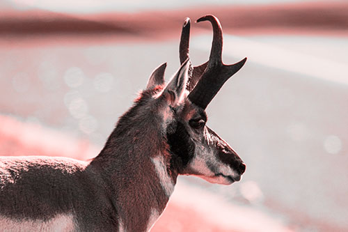 Male Pronghorn Looking Across Roadway (Red Tone Photo)