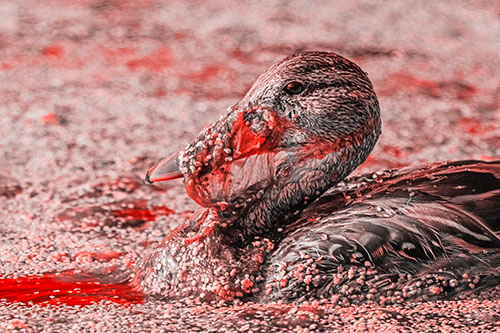 Mallard Duck Entangled In Algae (Red Tone)