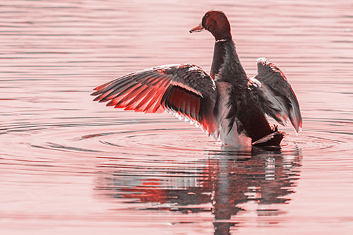 Mallard Duck Flaps Illuminated Wings Among Lake (Red Tone)
