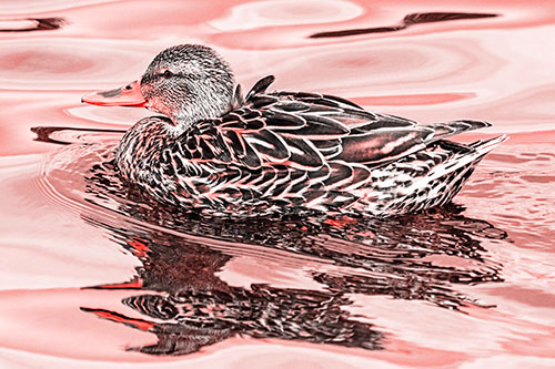 Mallard Duck Floats Among Swirling Water (Red Tone)