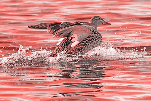 Mallard Duck Makes Splash Landing Atop Lake (Red Tone)