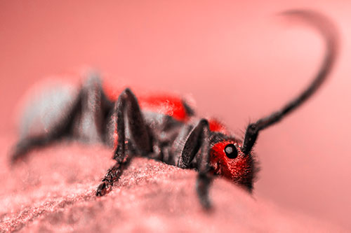 Milkweed Beetle Hiding Behind Leaf Petal (Red Tone)