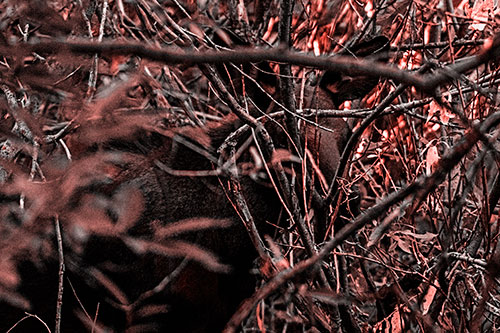 Moose Hidden Behind Tree Branches (Red Tone Photo)