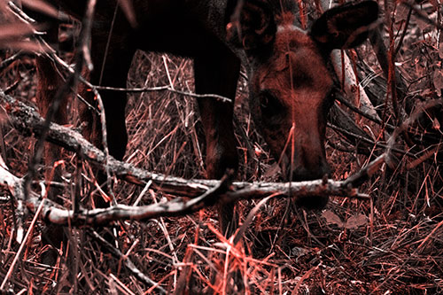 Moose Scouring Through Plants On Ground (Red Tone Photo)