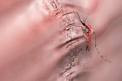 Mosquito Stretches Leg Among Wood (Red Tone)