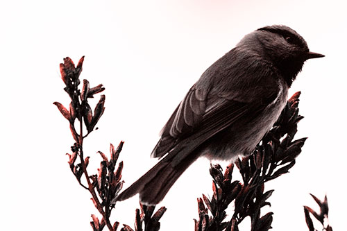 Mountain Chickadee Perched Atop Tree (Red Tone Photo)