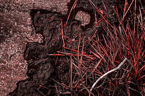 Mud Face Creeping Along Rock Edge (Red Tone Photo)