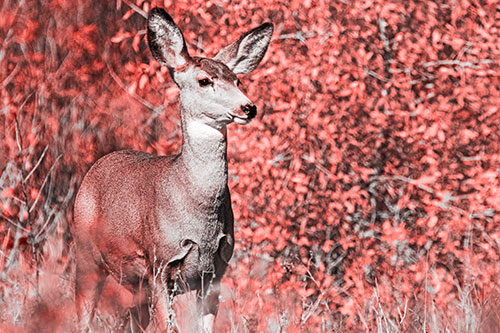 Mule Deer Gazes Across Landscape Horizon (Red Tone)