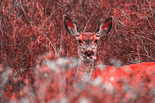 Mule Deer Sticking Tongue Out Sideways (Red Tone)