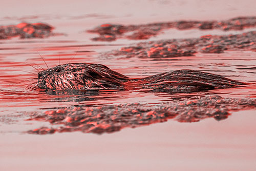 Muskrat Swimming Among Floating Algae (Red Tone)