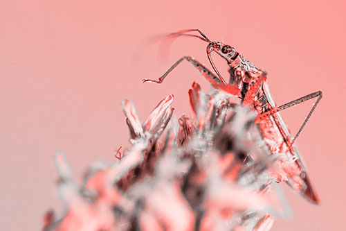 Nabis Lineatus Crawling Atop Plantago (Red Tone)