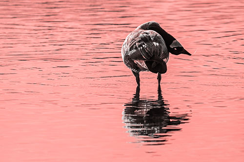 Neck Contorting Canadian Goose Grooming Among Shallow Water (Red Tone)
