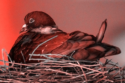 Nesting Pigeon Keeping Watch (Red Tone Photo)