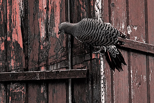 Northern Flicker Woodpecker Climbing Across Birdhouse (Red Tone Photo)