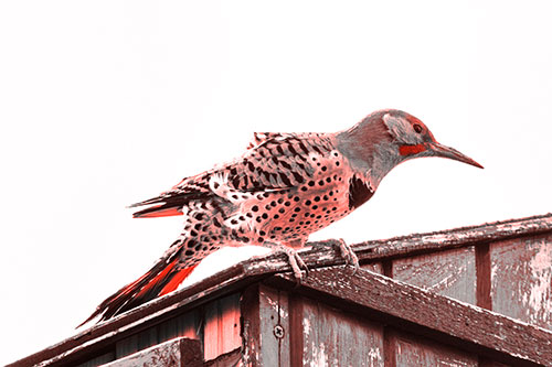 Northern Flicker Woodpecker Crouching Atop Birdhouse (Red Tone Photo)