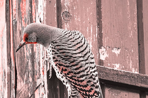 Northern Flicker Woodpecker Peeking Around Birdhouse (Red Tone Photo)