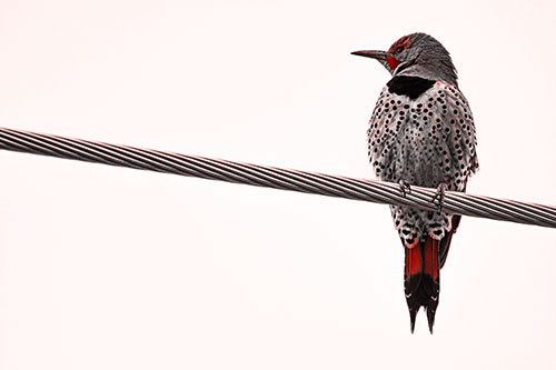 Northern Flicker Woodpecker Perched Atop Steel Wire (Red Tone)
