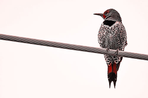 Northern Flicker Woodpecker Perched Atop Steel Wire (Red Tone Photo)