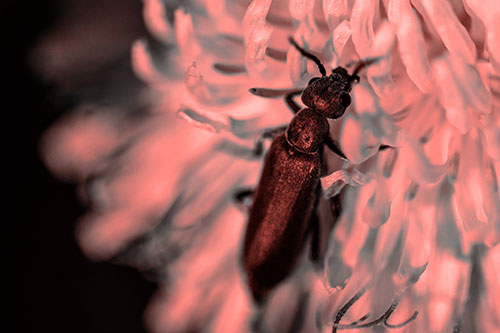 Oedemera Beetle Feasting Among Dandelion (Red Tone)