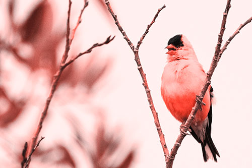 Open Mouthed American Goldfinch Standing On Tree Branch (Red Tone Photo)