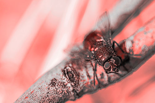 Open Mouthed Blow Fly Looking Above (Red Tone Photo)