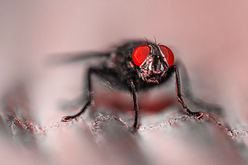 Open Mouthed Cluster Fly Shocked With Fear (Red Tone)