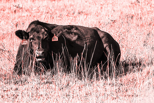 Open Mouthed Cow Resting On Grass (Red Tone Photo)