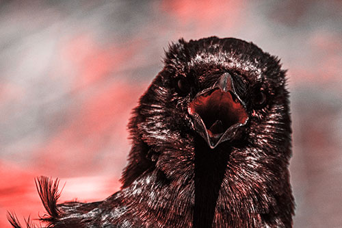 Open Mouthed Crow Screaming Among Wind (Red Tone Photo)