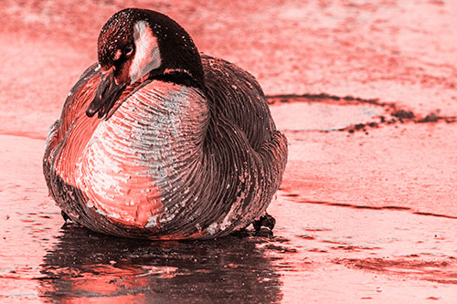 Open Mouthed Goose Laying Atop Ice Frozen River (Red Tone Photo)