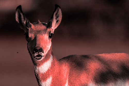 Open Mouthed Pronghorn Gazes In Shock (Red Tone Photo)