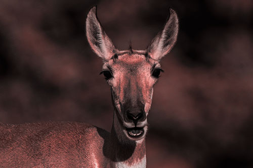 Open Mouthed Pronghorn Spots Intruder (Red Tone Photo)