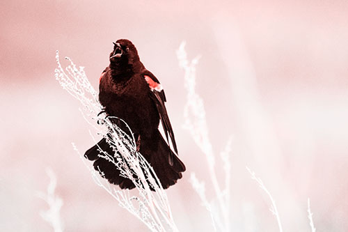 Open Mouthed Red Winged Blackbird Chirping Aggressively (Red Tone Photo)