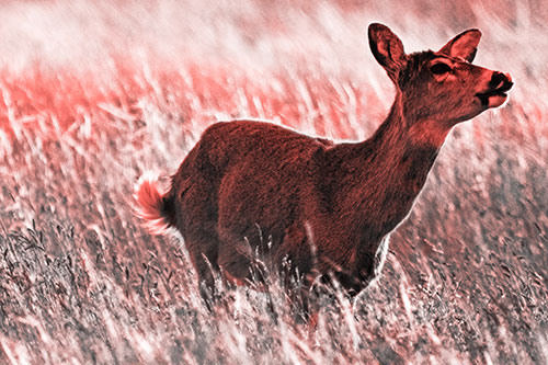 Open Mouthed White Tailed Deer Among Wheatgrass (Red Tone Photo)