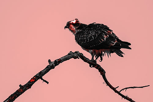 Osprey Hawk Balancing Among Bending Tree Branch (Red Tone)