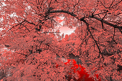 Overlooking River Through Bending Leaf Covered Autumn Tree Branch (Red Tone)