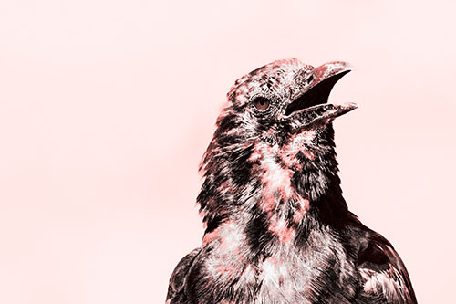Panting Open Mouthed Crow Cooling Down Among Heat (Red Tone)