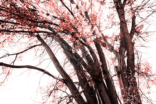 Partially Dead Fall Tree Trunks (Red Tone Photo)