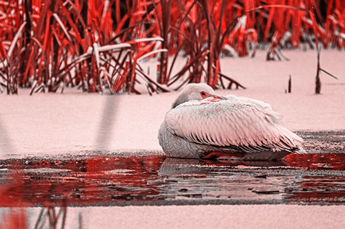 Pelican Resting Atop Ice Frozen Lake (Red Tone Photo)