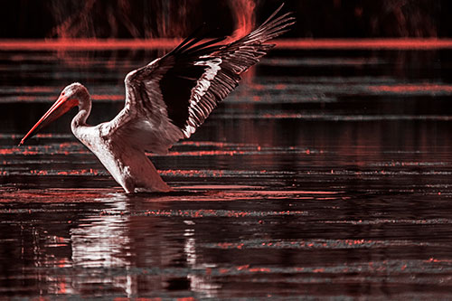 Pelican Takes Flight Off Lake Water (Red Tone Photo)