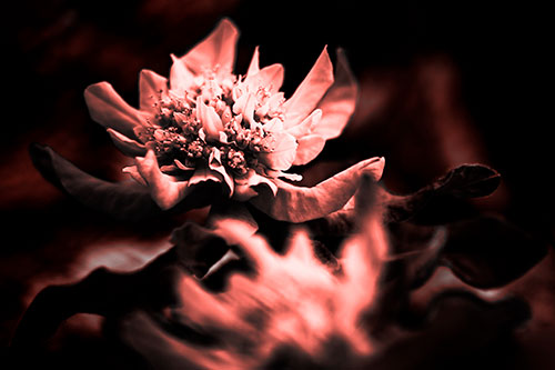 Peony Flower In Motion (Red Tone Photo)