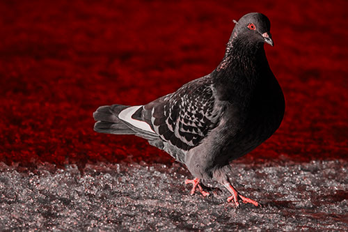 Pigeon Crosses Shadow Covered River Ice (Red Tone Photo)