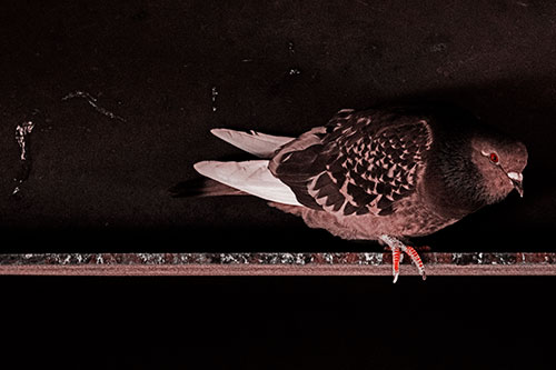 Pigeon Crouching On Steel Beam (Red Tone Photo)