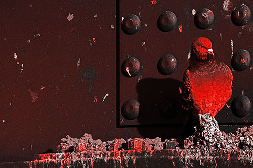 Pigeon Keeping Watch Among Dirty Bridge Steel (Red Tone)