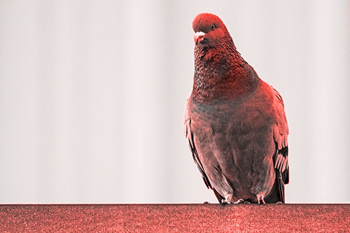 Pigeon Keeping Watch Atop Metal Roof Ledge (Red Tone Photo)