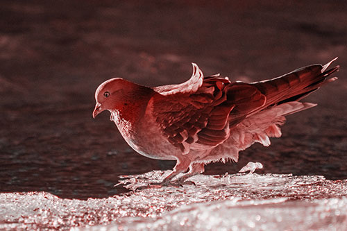 Pigeon Peeking Over Frozen River Ice Edge (Red Tone Photo)
