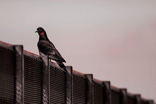 Pigeon Standing Atop Steel Guardrail (Red Tone Photo)